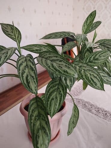 диффенбахия купить: Диффенбахии — 3