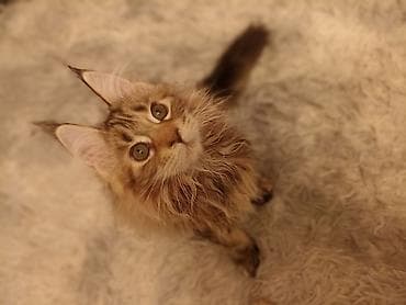 Кошки: Породистые котята мейн‑кун (разные окрасы) - Тип: мейн‑кун — 4