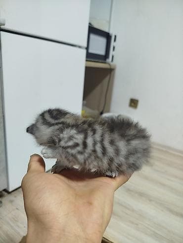 приют: 1 месяц, Девочка, Приучена к лотку — 2