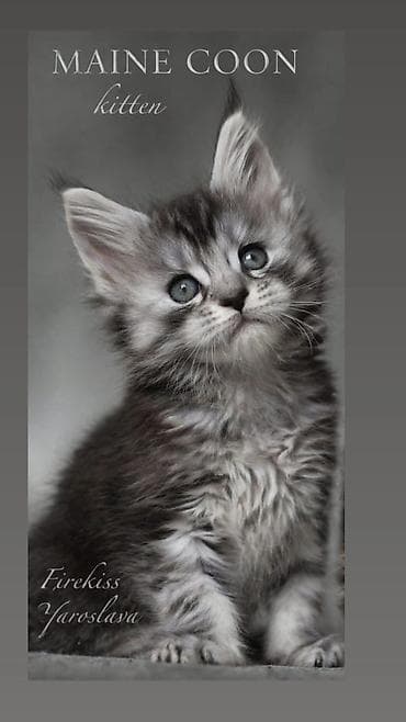 лысый кошка: Породистые котята мейн-кун, окрас серебристый табби (серый с чёрными — 2