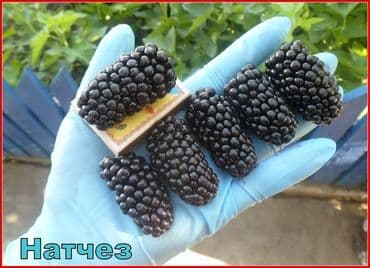 помидор урук: Кара бүлдүркөн Дүңүнөн, Өзү алып кетүү, Акысыз жеткирүү — 6