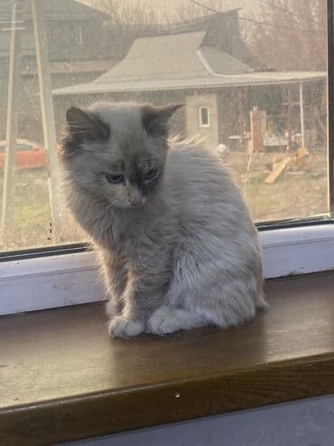 сколько стоит жеребенок купить: Котёнок с необычной окраской поинт (дымчато-серый с тёмной маской) — 5