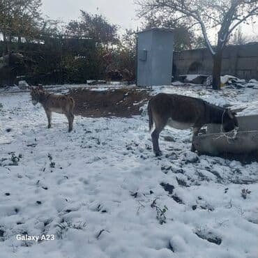 ит доберман: Ослы (пара) - Домашние ослы, содержатся на подворье. - Окрасы — 1