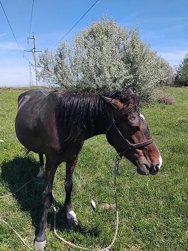 жаныбарлар: Сатам | Бээ (ургаачы) | Жумушка — 5