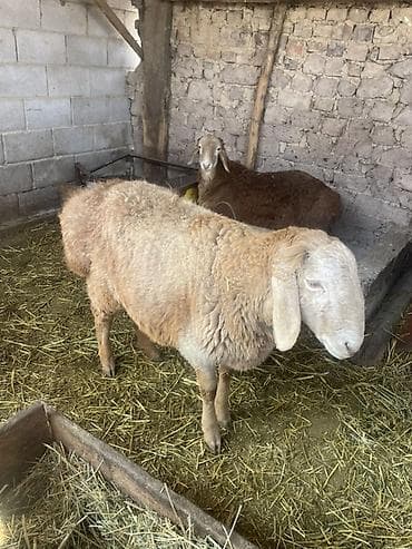 А/ч жаныбарлары үчүн тоюттар: Сатам | Ургаачы кой (ургаачы) | Көбөйтүү үчүн | Жасалма жол менен боозутуу — 1