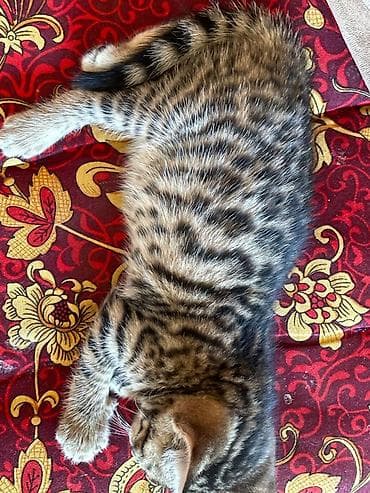Котята помесь бенгала с домашним котом . Ярким леопардовым — 7
