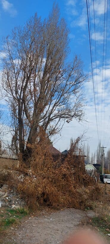 возьму породистого щенка бесплатно: Срочно бекер.Отунга Терек берилет кыйып кеткиле.адрес Красная речка — 4