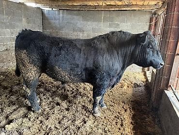 кошки шотланские: Продаю | Бык (самец) | Ангус | Для разведения — 1