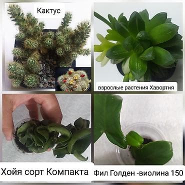 герань гулу жонундо маалымат кыргызча: Продаю цветы — 4