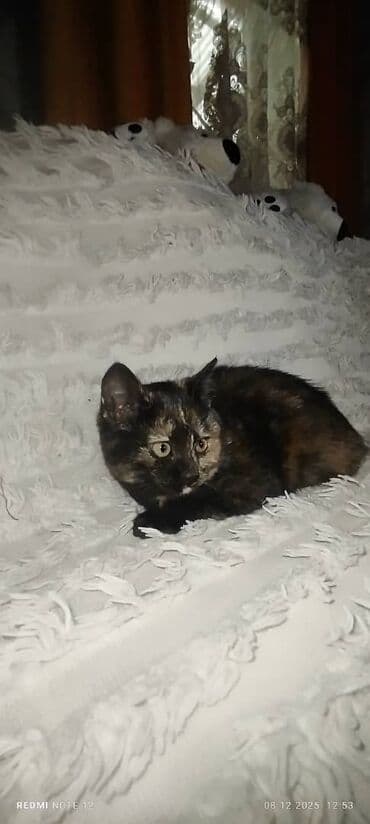 смесь для котят бишкек: Котята, домашние, ласковые и аккуратные. - Полосатый тигровый котёнок — 4