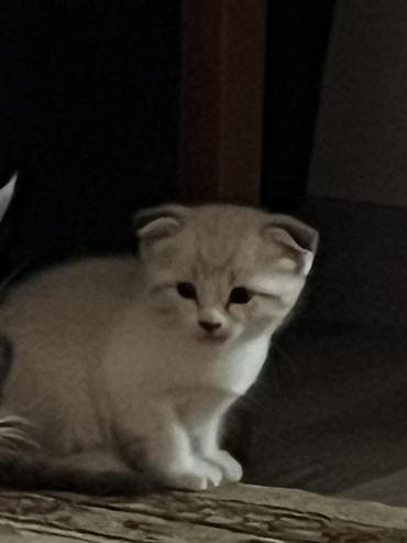 кошка тайская: Сиамская, 2 месяца, Мальчик, Приучена к лотку — 4
