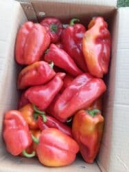 масло сыр база бишкек график работы: Перец Сладкий — 1