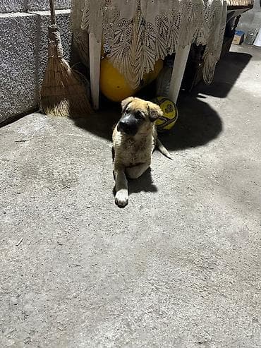 джек рассел собака: Щенок, метис крупной породы - Пол: сука цена 3000 вся инфо по — 6