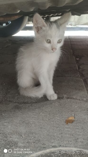 продажа породистых кошек: Отдам хотят их 4 в хорошие руки) — 1