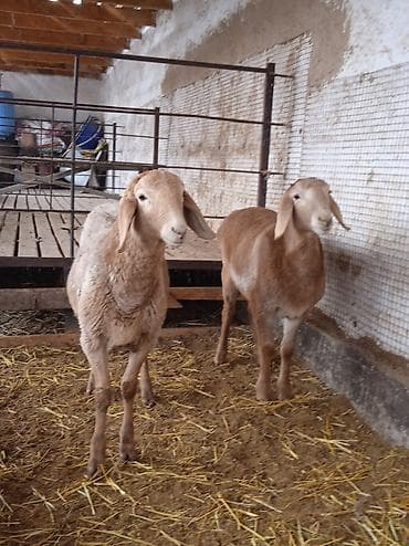 ломан сенди: Продаю | Ягненок | Для разведения | Ярка — 2