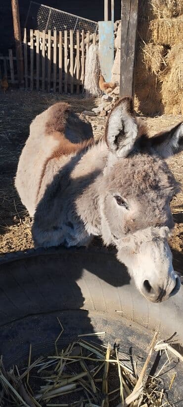 седло для осла: Продаю ослицу ( 6 лет) — 3