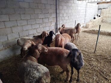 купить инкубационное яйцо с доставкой в регионы: Продаю | Овца (самка) | Для разведения | Племенные — 3