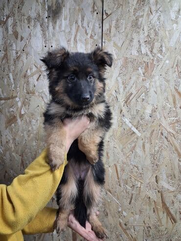 хаски сука: Немецкая овчарка, 3 месяца, Самка, С прививкой — 1
