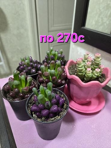 Бөлмө өсүмдүктөрү: Антуриум в декоративном горшке - Эффектное комнатное растение с — 5