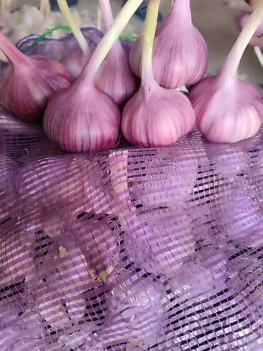 кресло мешок купить бишкек: Чеснок — 3