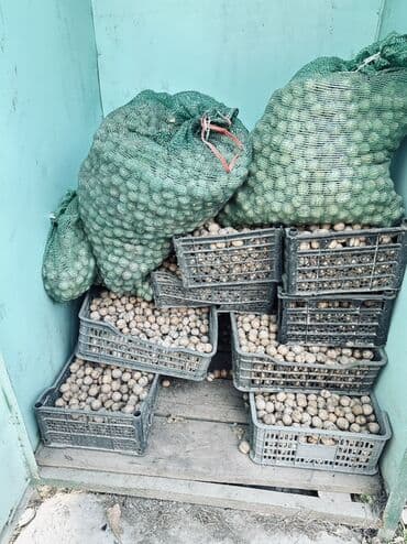 мёд цена за 1 кг 2022 бишкек: Грецкие орехи в скорлупе - Натуральные, домашнего сбора. - Крупные и — 2