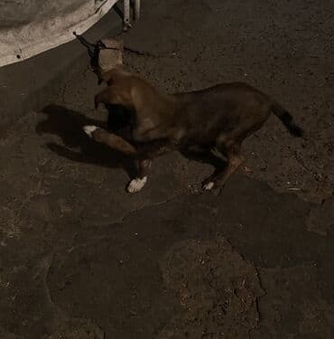 французский бульдог купить бишкек: Овчарка, 2 месяца, Самка — 5