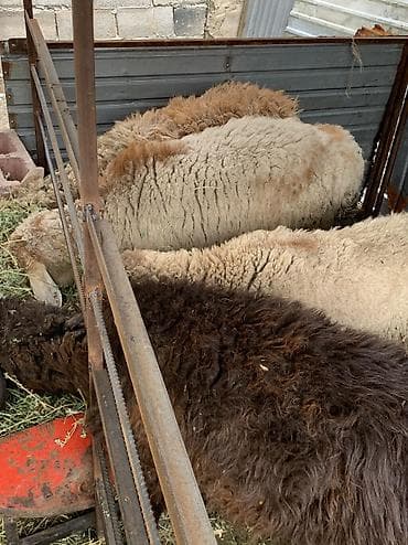 Үй жаныбарлары: Сатам | Ургаачы кой (ургаачы), Кочкор (эркек) — 4