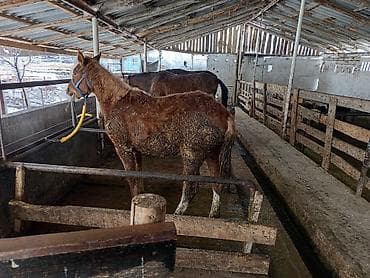 коный спорт: Продаю | Кобыла (самка), Конь (самец), Жеребенок | На забой, Рабочий — 4