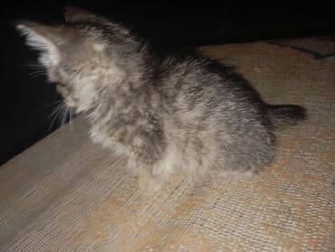 carters для мальчика: Котёнок-мальчик (серо-тигровый окрас) с пушистой шерстью и белой — 1