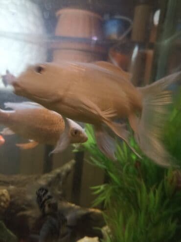 Рыбы: Продаю карпы кои вуалевые 1 рыбка — 7