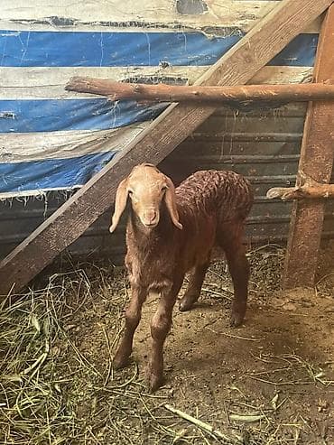 продажа баранов: Продаю | Овца (самка) | Для разведения | Матка — 3