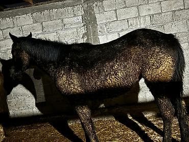 Продаю | Жеребец | Полукровка | Для разведения