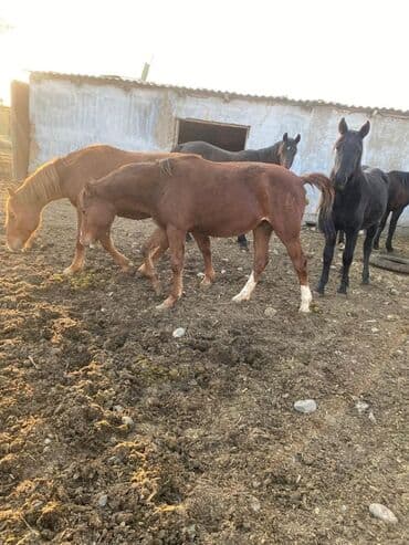 корм форели: Продаю | Жеребенок, Жеребец, Кобыла (самка) | Полукровка | Для разведения, На забой, Рабочий — 10