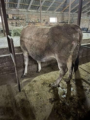 дойные корова: Продаю | Корова (самка) | Полукровка | Для молока | Привязанные — 1