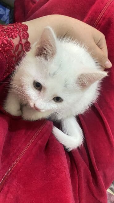 отдам котёнка в добрые руки: Мальчик — 1