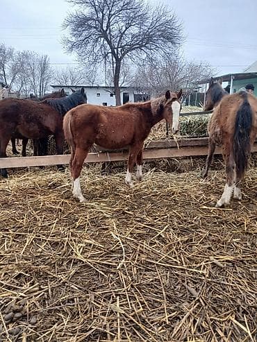 конь пони: Продаю | Жеребенок | Для разведения | Племенные — 3