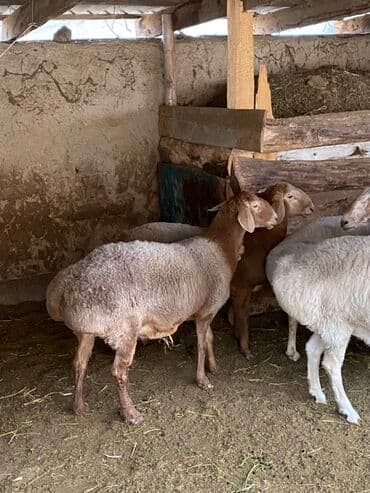 Собаки: Продаю | Овца (самка) | Арашан | Для разведения | Матка — 2