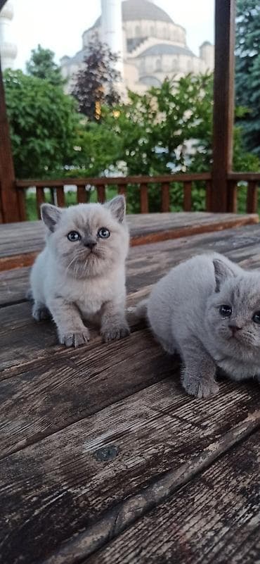британцы котята: Британские короткошерстные котята с голубыми глазами, окраса поинт — 9