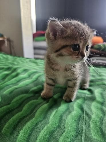 белый котенок: Котята скотиш страйт 1 месяц все девочки - Окрас: два светлых — 2