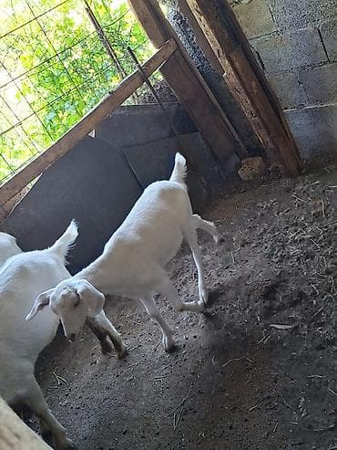 бишкектен уй сатылат: Сатам | Эчки (ургаачы) | Аргын | Сүт алуу үчүн — 6