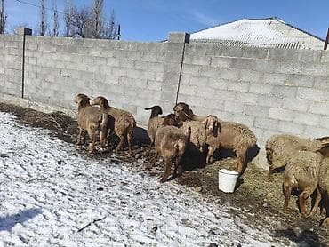 Үй жаныбарлары үчүн товарлар: Сатам | Ургаачы кой (ургаачы) | Көбөйтүү үчүн | Токту — 2