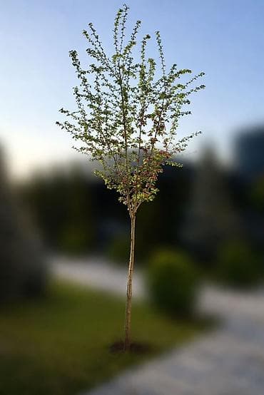 Үй жана бакча: Боярышник на штамбе (Европа) Продам срочно, торг уместен. Продаю — 1