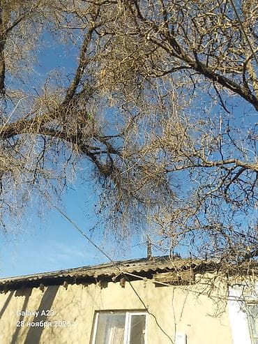 жангак бишкек: Спил Деревьев Удаление деревьев, - Профессиональная валка деревьев — 2