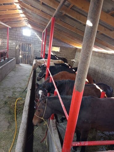 купить измельчитель травы и сена: Продаю | Конь (самец) | На забой — 3