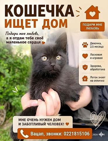 Кошка даром: Беспородная, 2 месяца, Девочка, Приучена к лотку