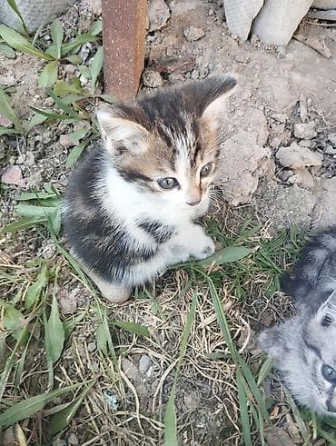 Отдам даром кошку: Кошка даром: Беспородная, 3 месяца, Мальчик, Приучена к лотку — 7