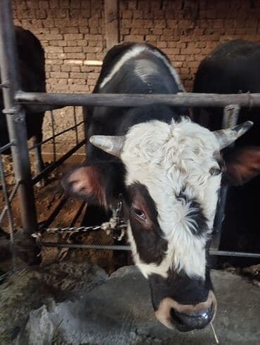 корм для домашних животных: Продаю | Бык (самец) | Монбельярд | На откорм | Привязанные — 1