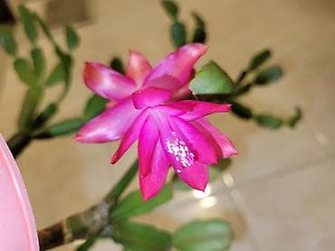 Денежное дерево: Цветы в ассортименте
Цена и название на фото — 1