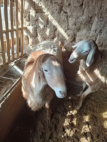 алабай купить: Продаю | Овца (самка) | Эдильбаевская | Для разведения | Племенные — 5