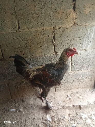 в связи с переездом отдам попугая жако в добрые руки: Продаю | Петух | Для разведения — 1